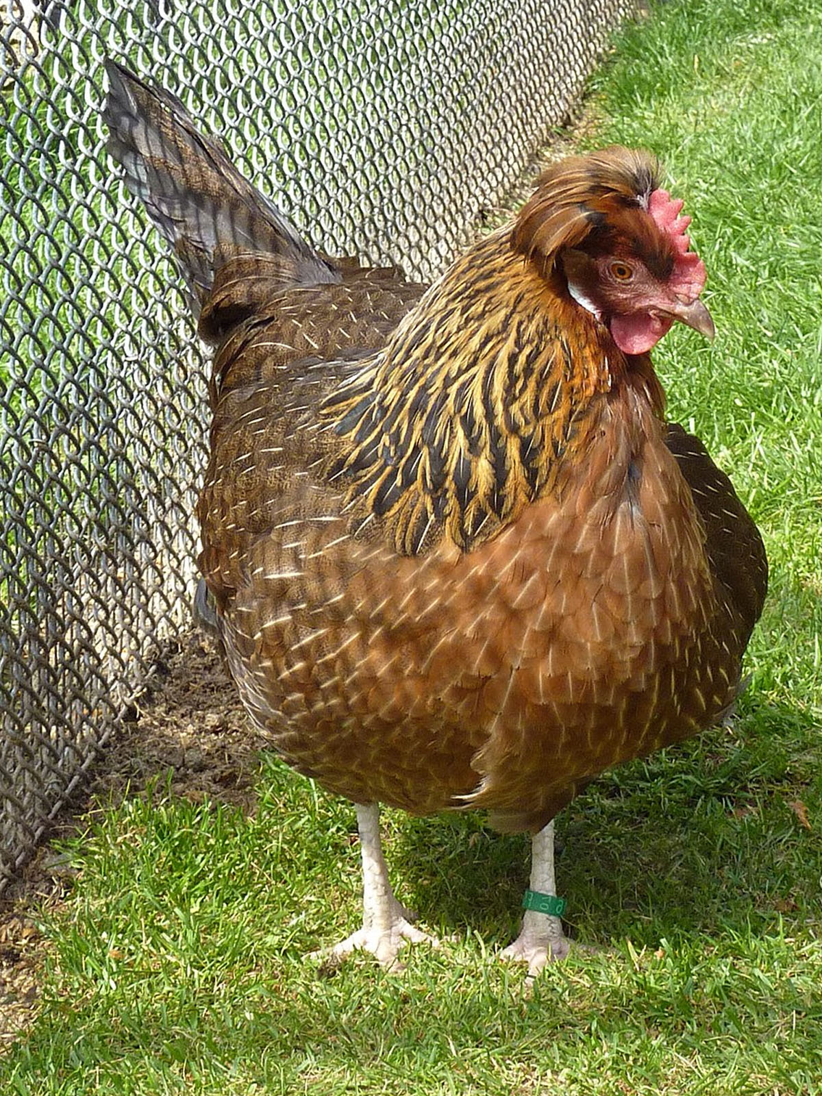 Altsteirer Bantam
