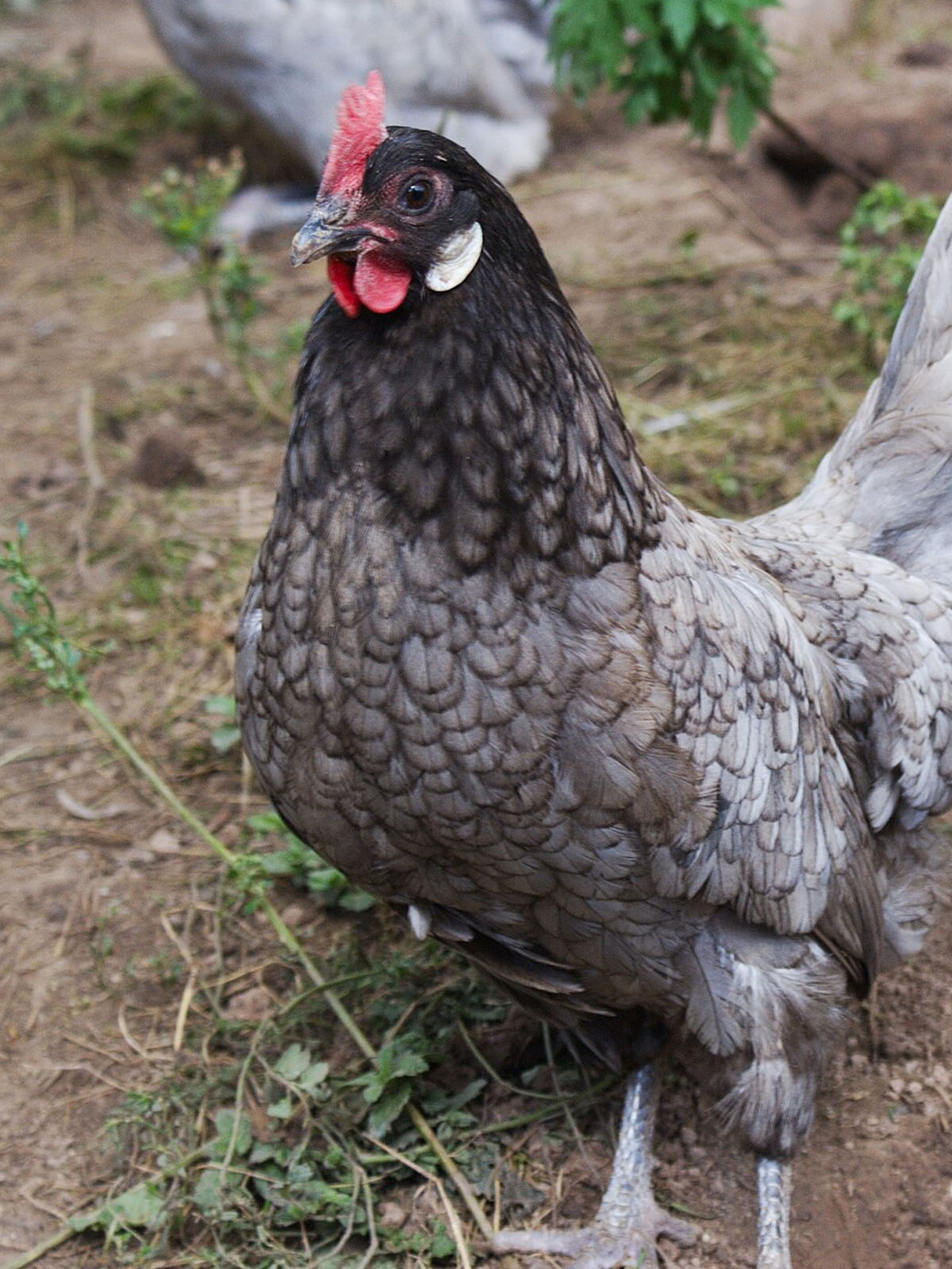 Andalusian Bantam