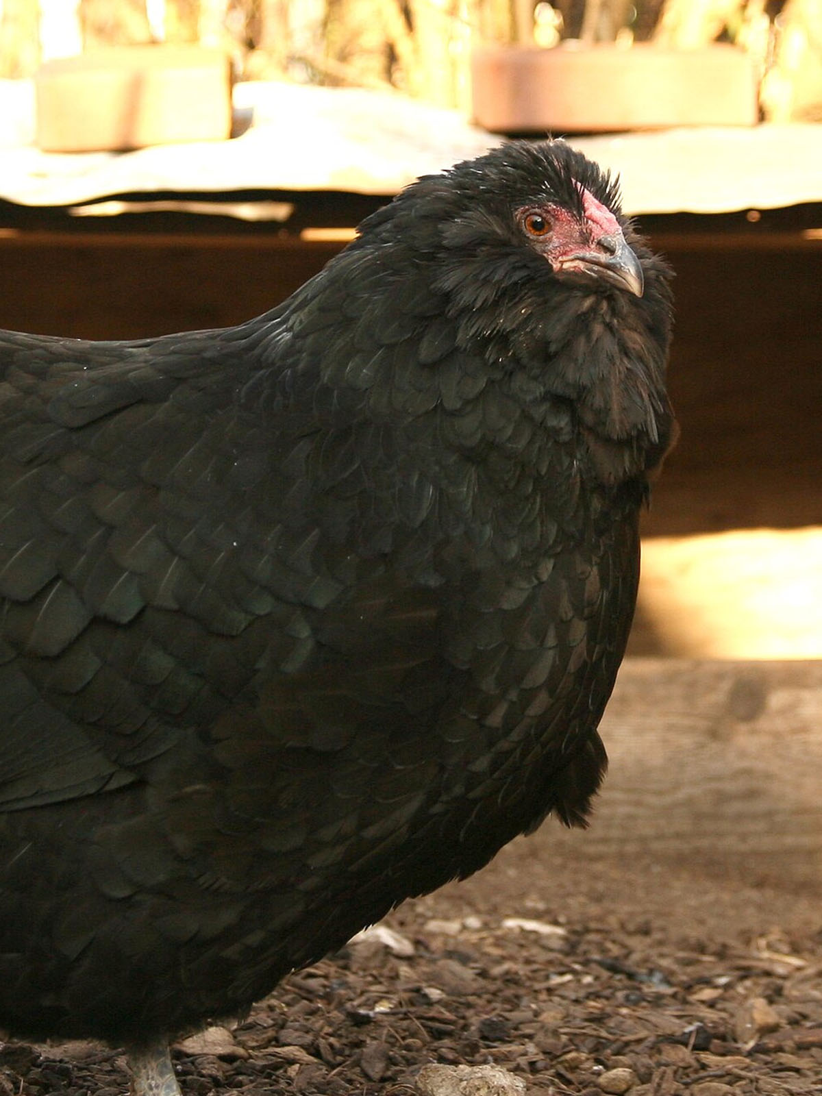 Appenzeller Bearded Bantam