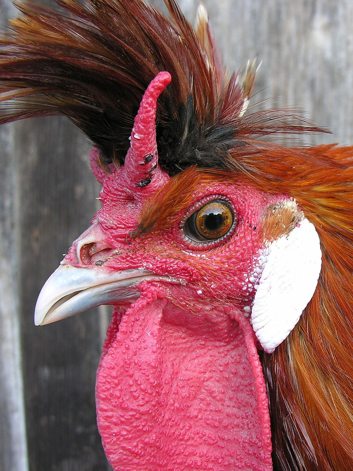 Appenzeller Spitzhauben Bantam