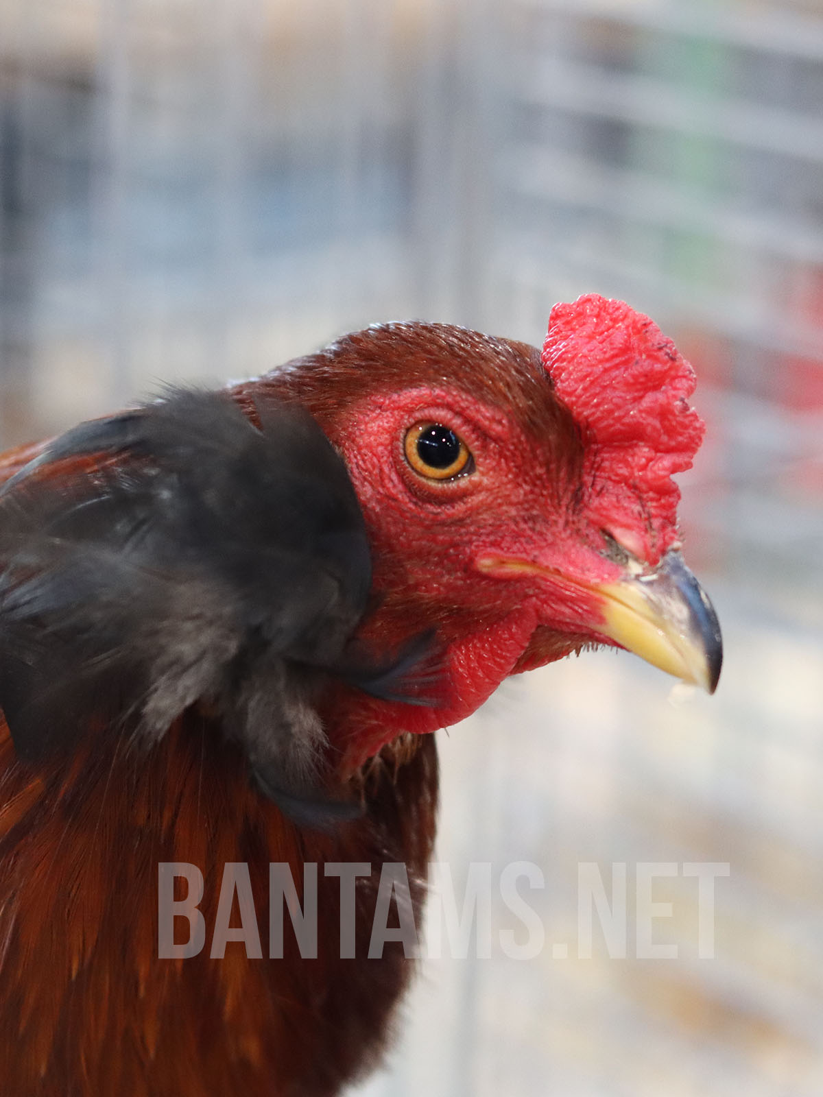 Araucana Bantam
