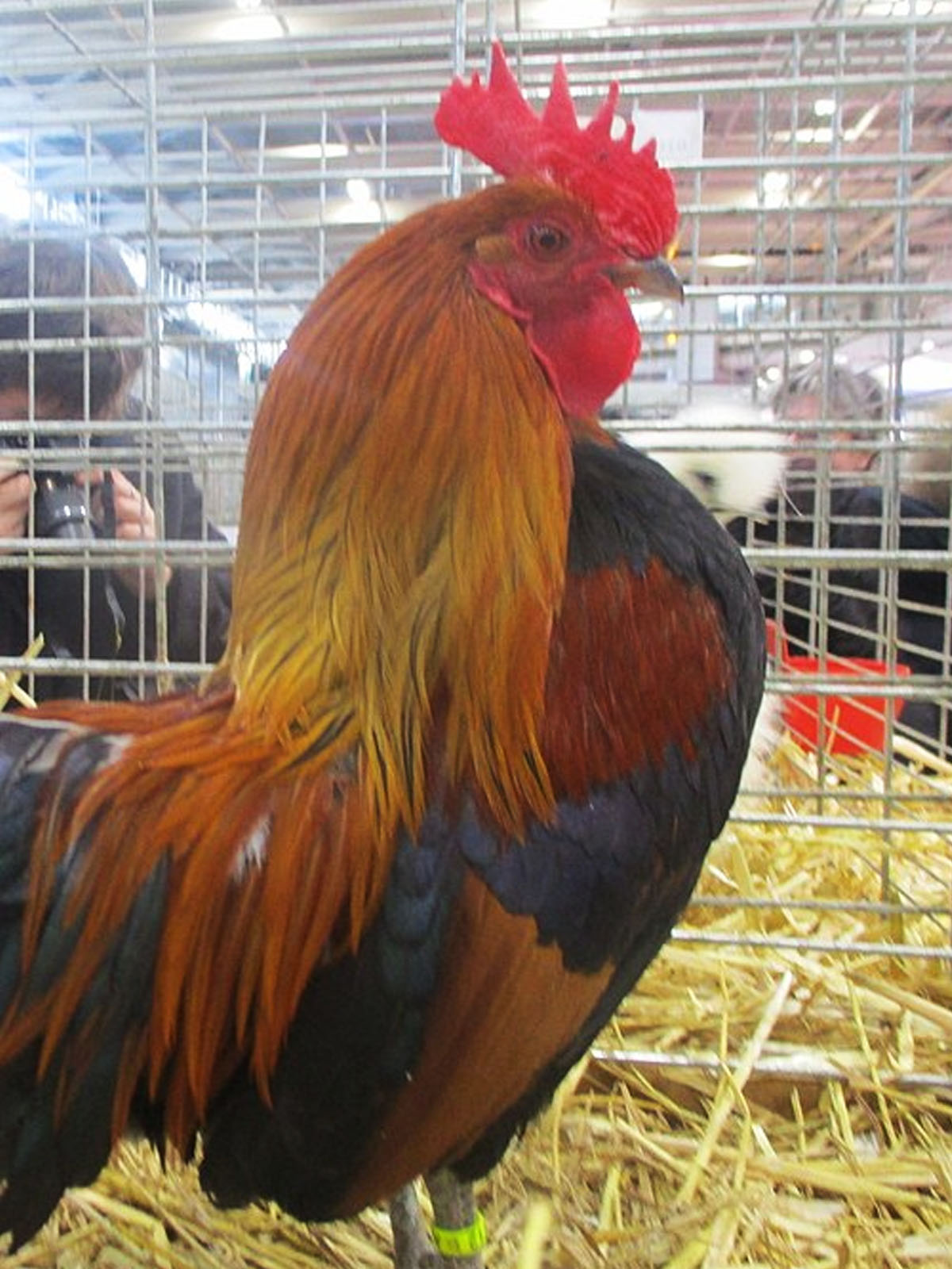 Ardennaise Bantam