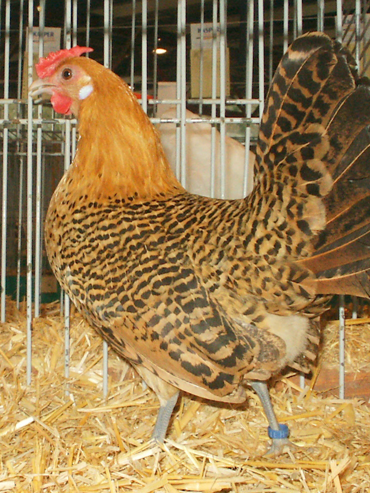 Assendelfter Bantam