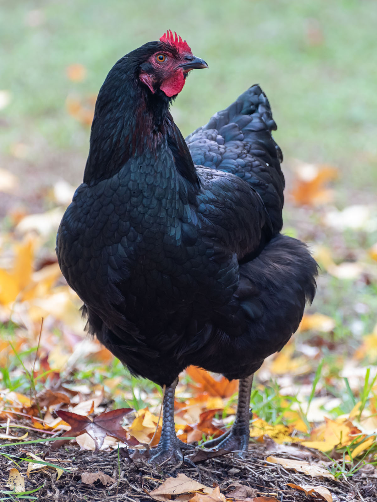 Australorp Bantam