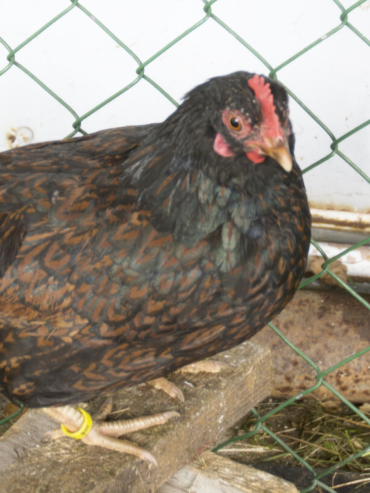 Barnevelder Bantam