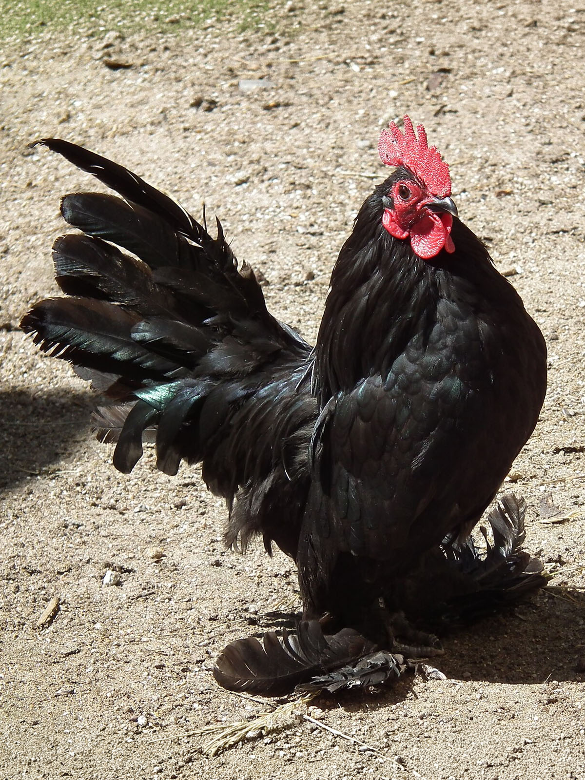 Booted Bantam