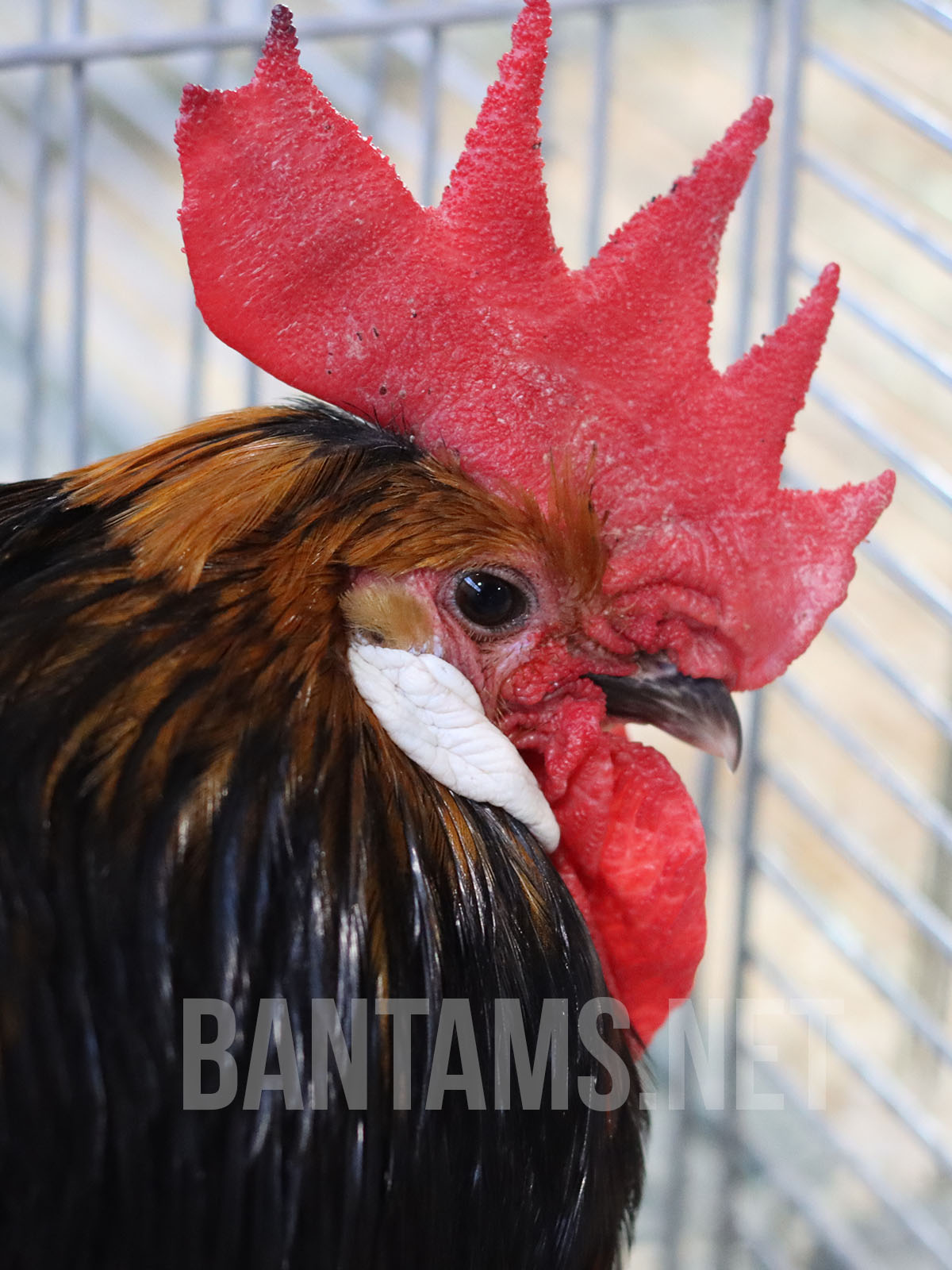 Brabançonne Bantam