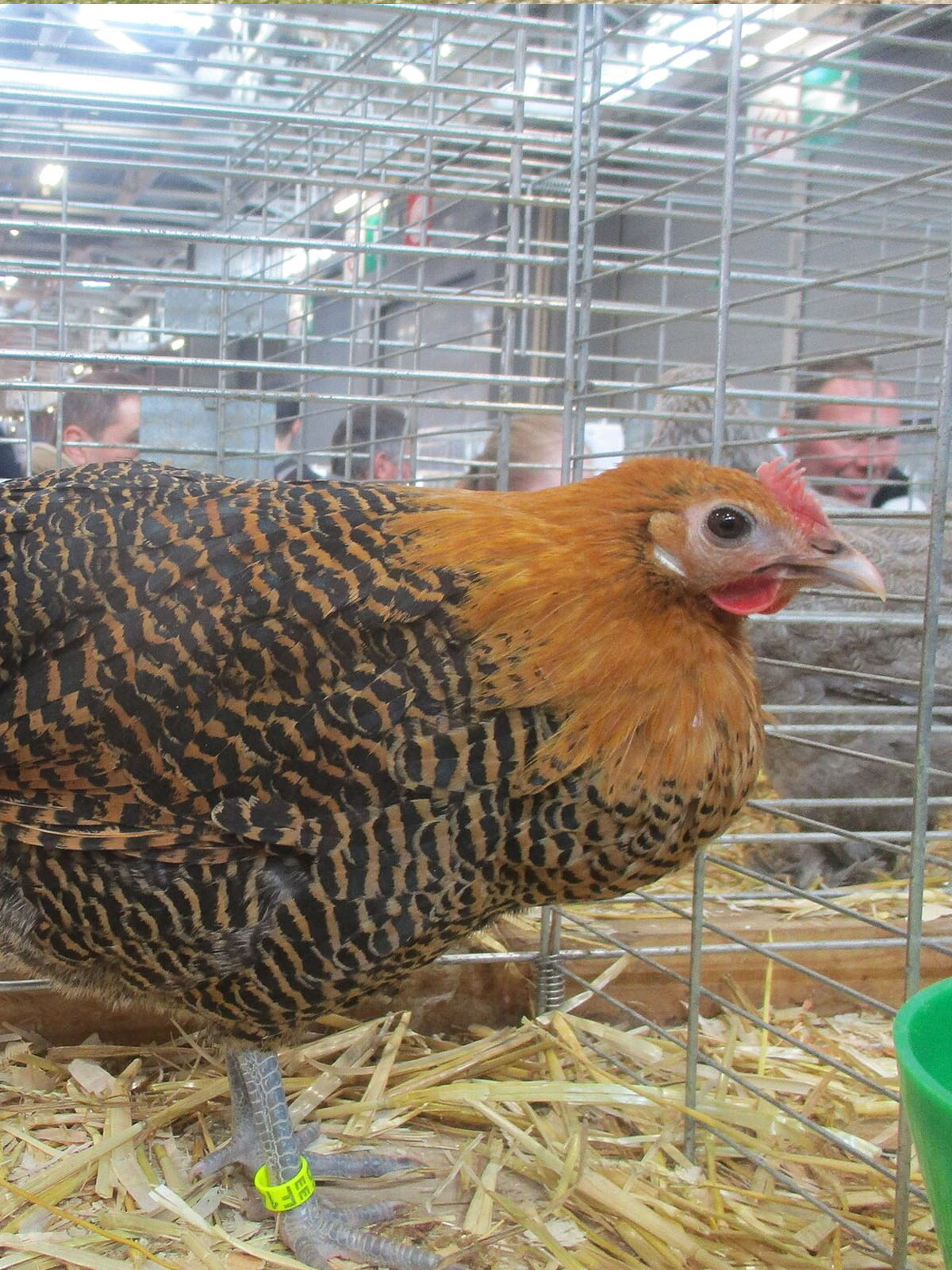 Braekel Bantam