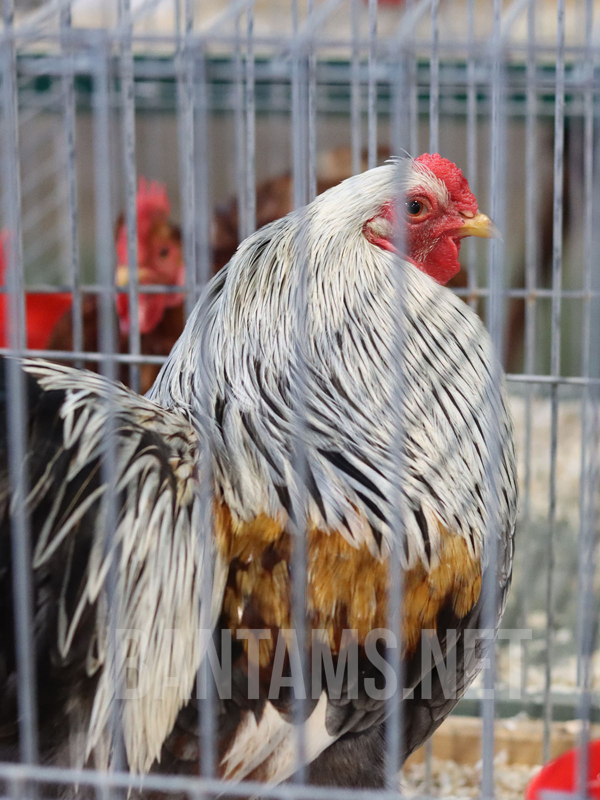 Brahma Bantam