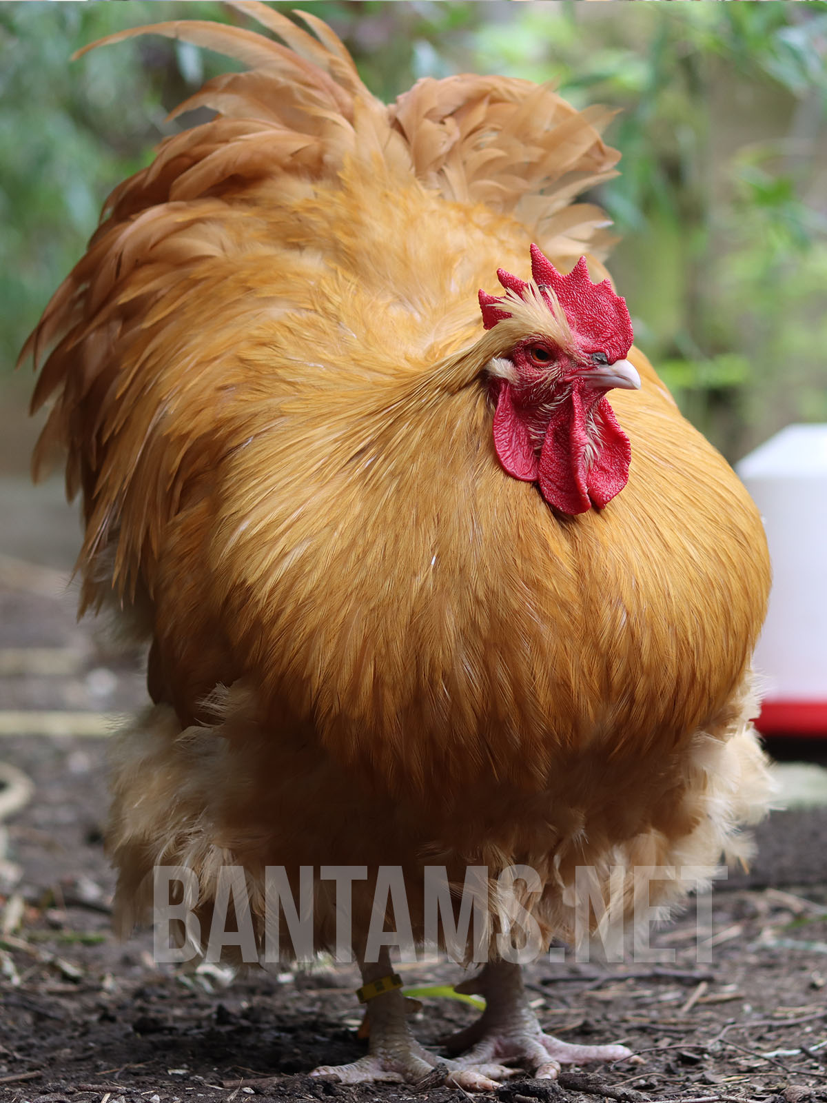 Orpington Bantam