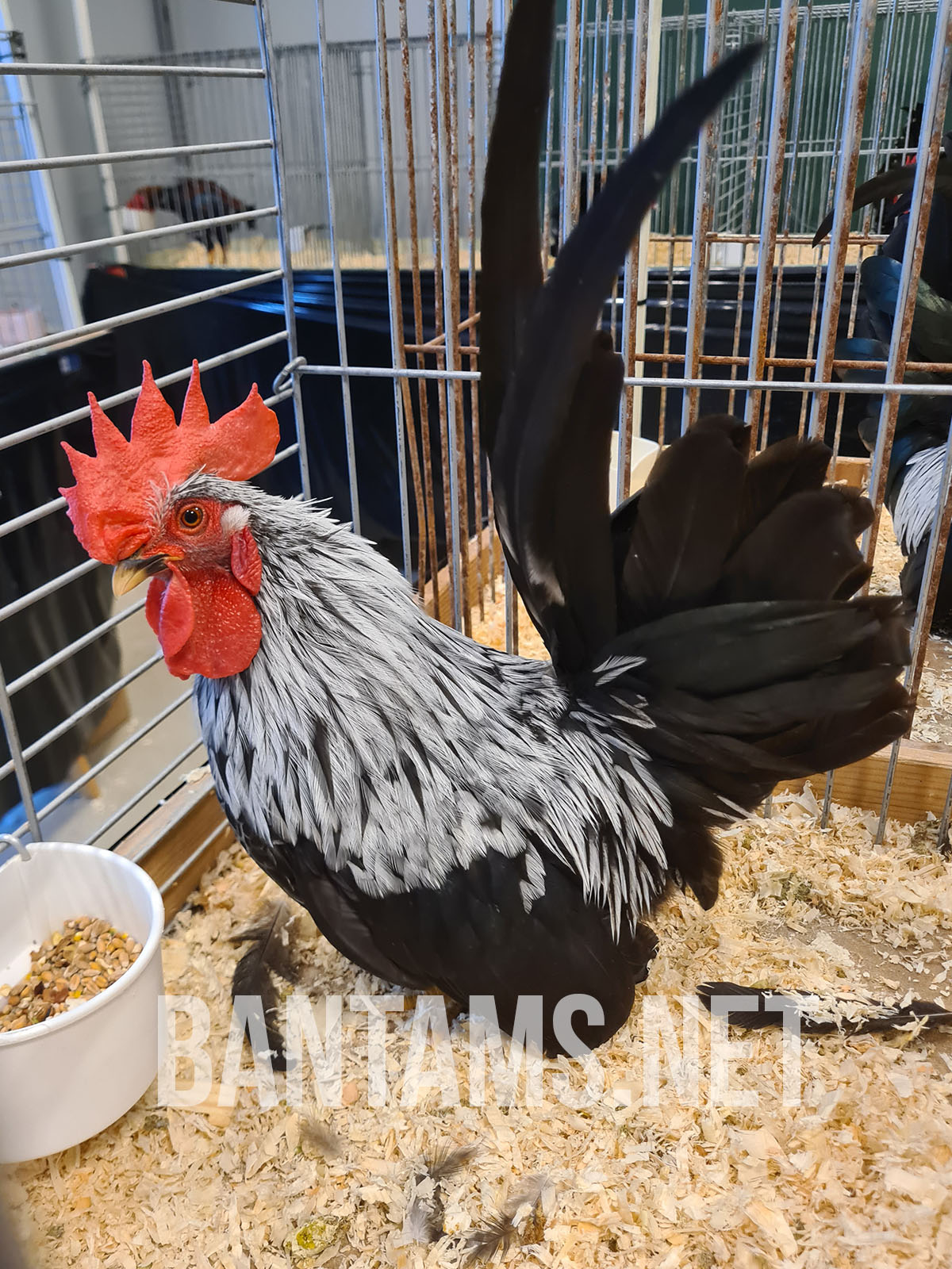 Japanese Bantam