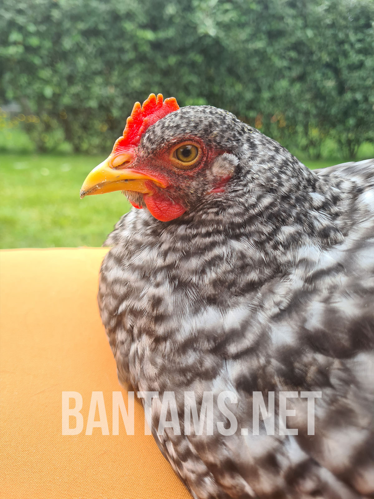 Cochin Bantam