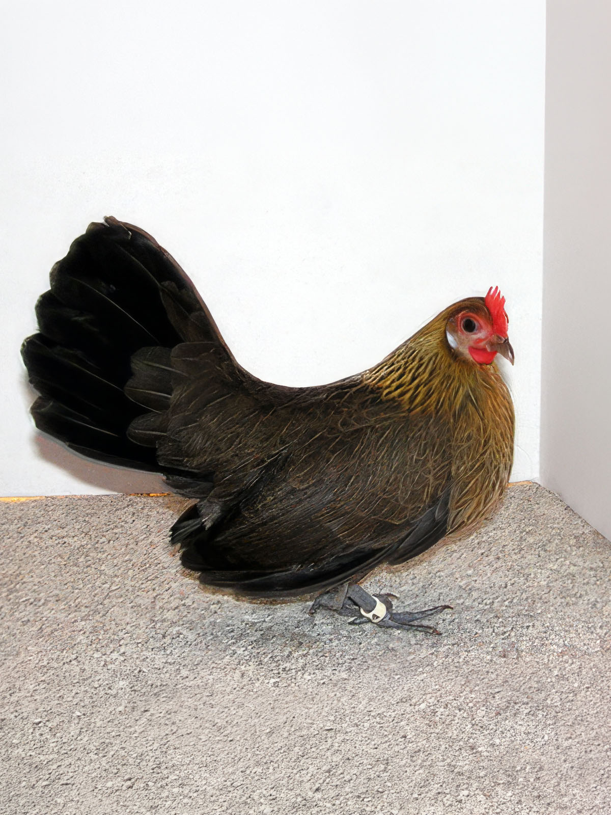 Dutch Bantam