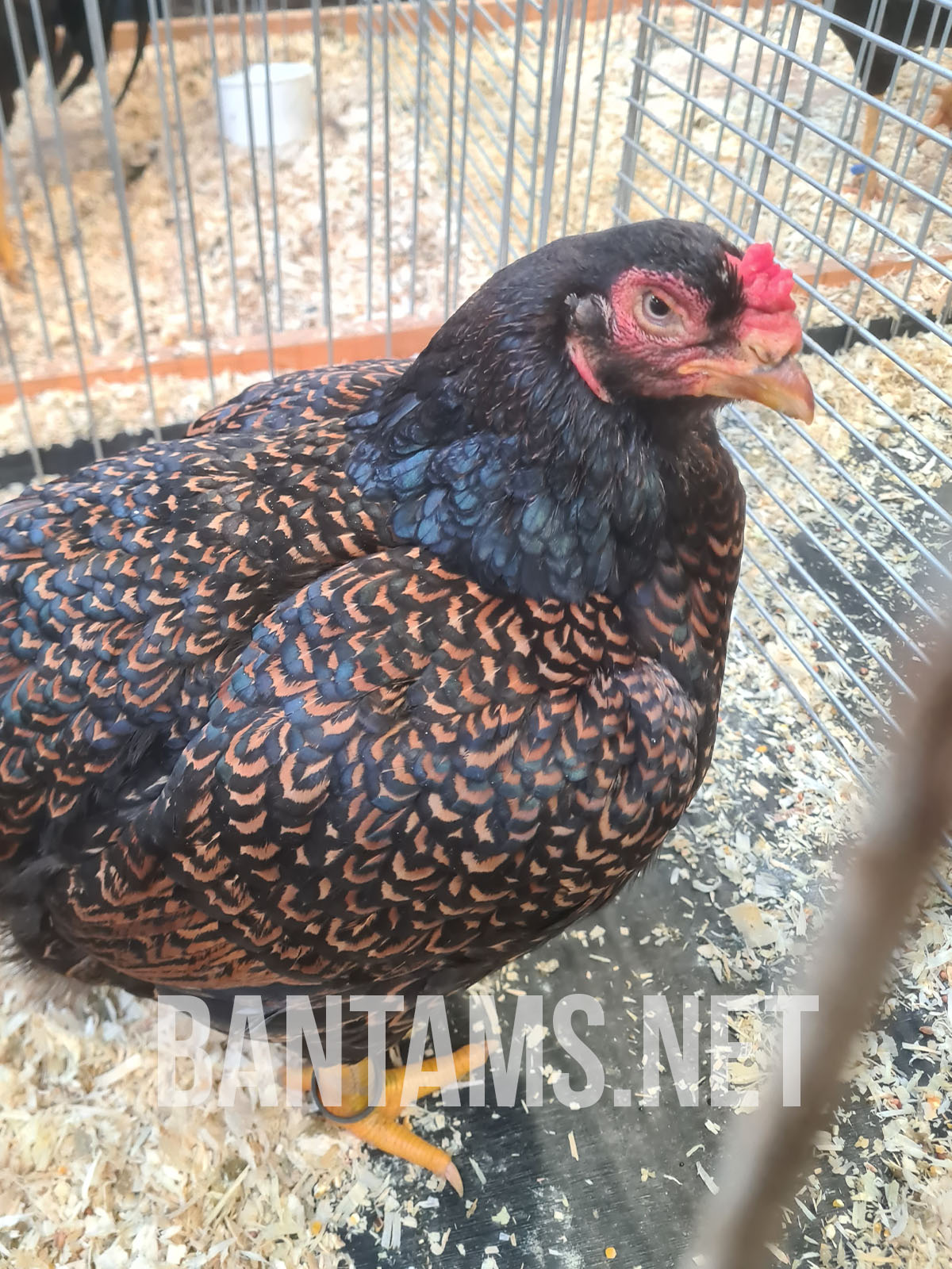 Indian Game Bantam