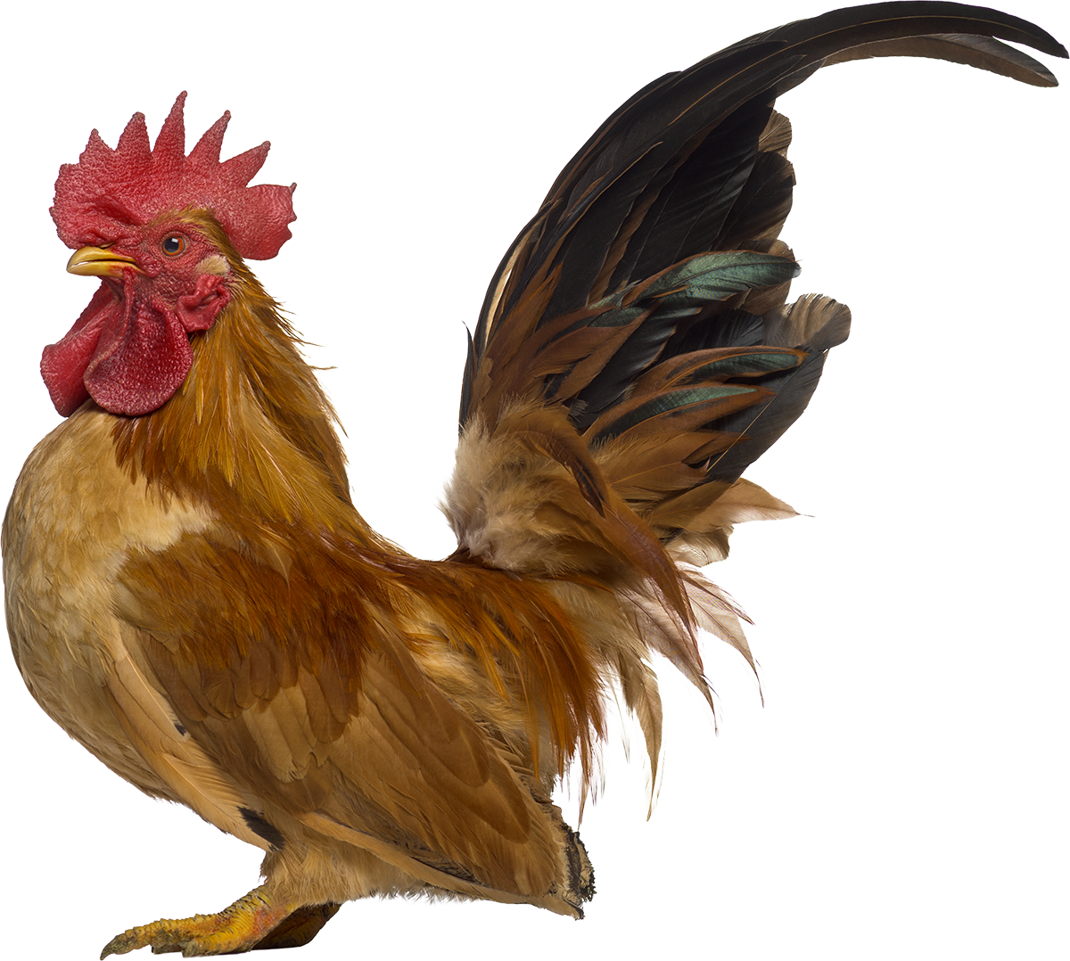 Japanese bantam chicken