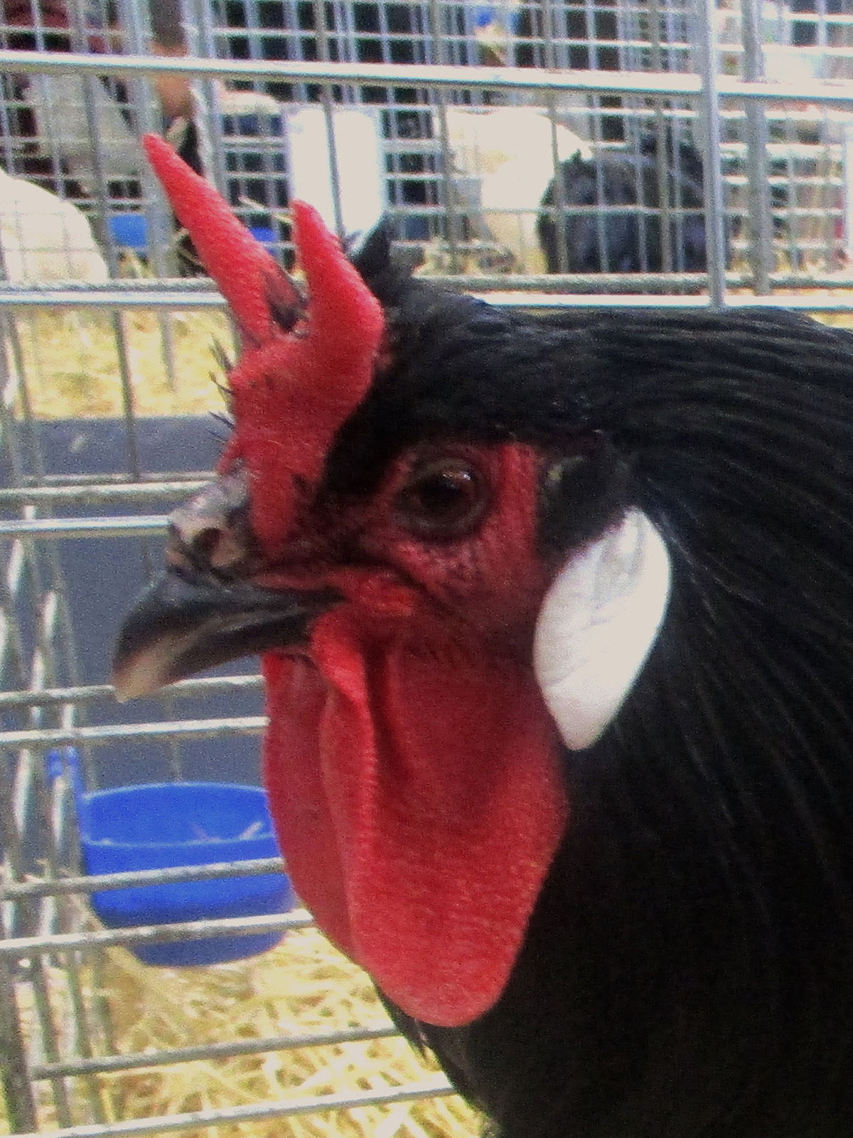 La Flèche Bantam