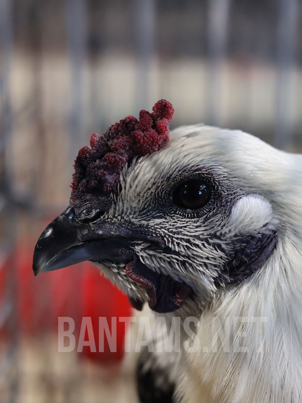 Liège Fighter Bantam