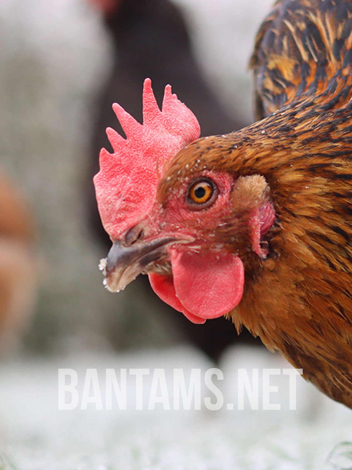 Marans Bantam