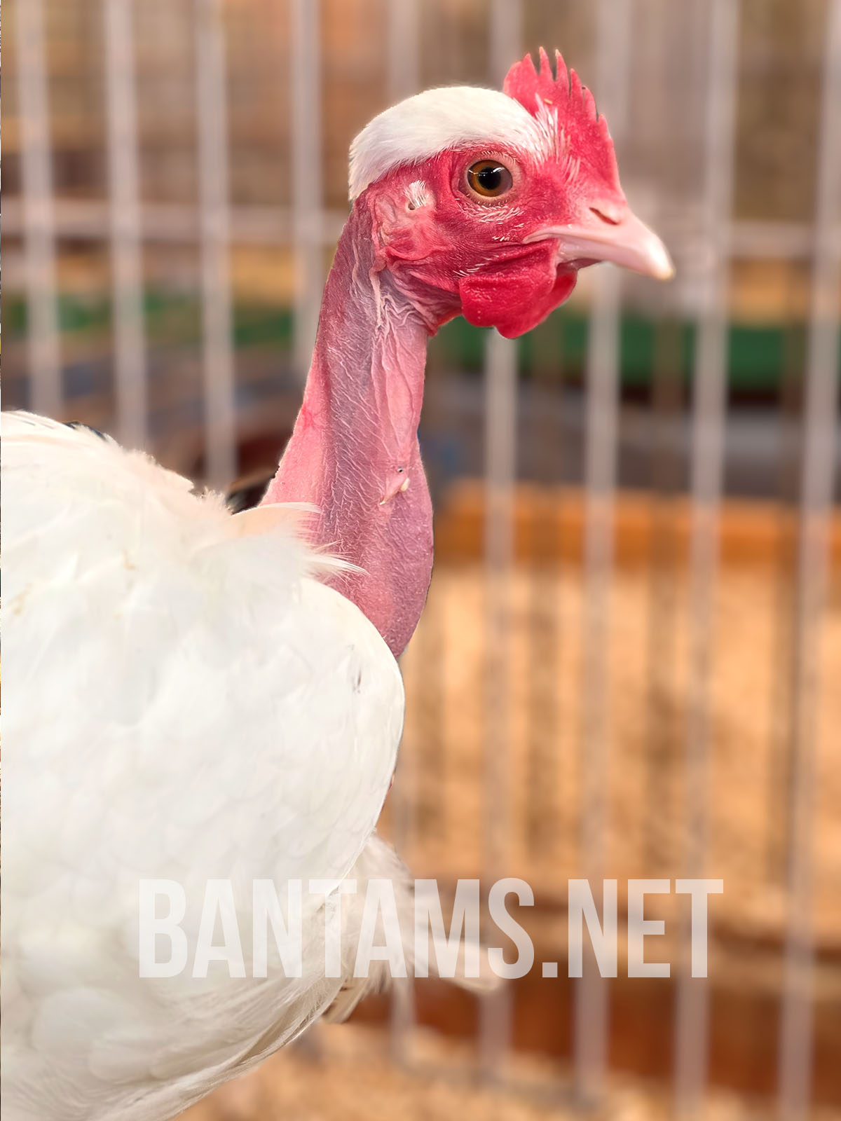 Naked Neck Bantam