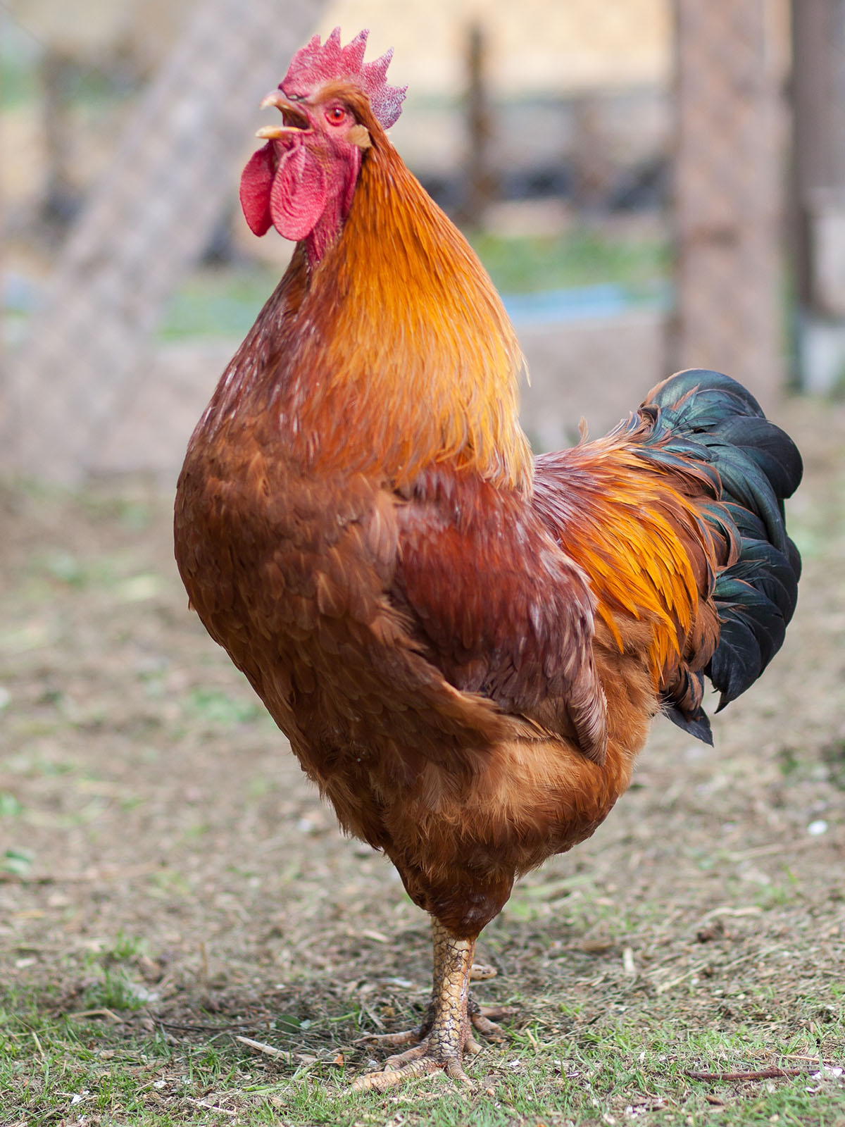 New Hampshire Bantam