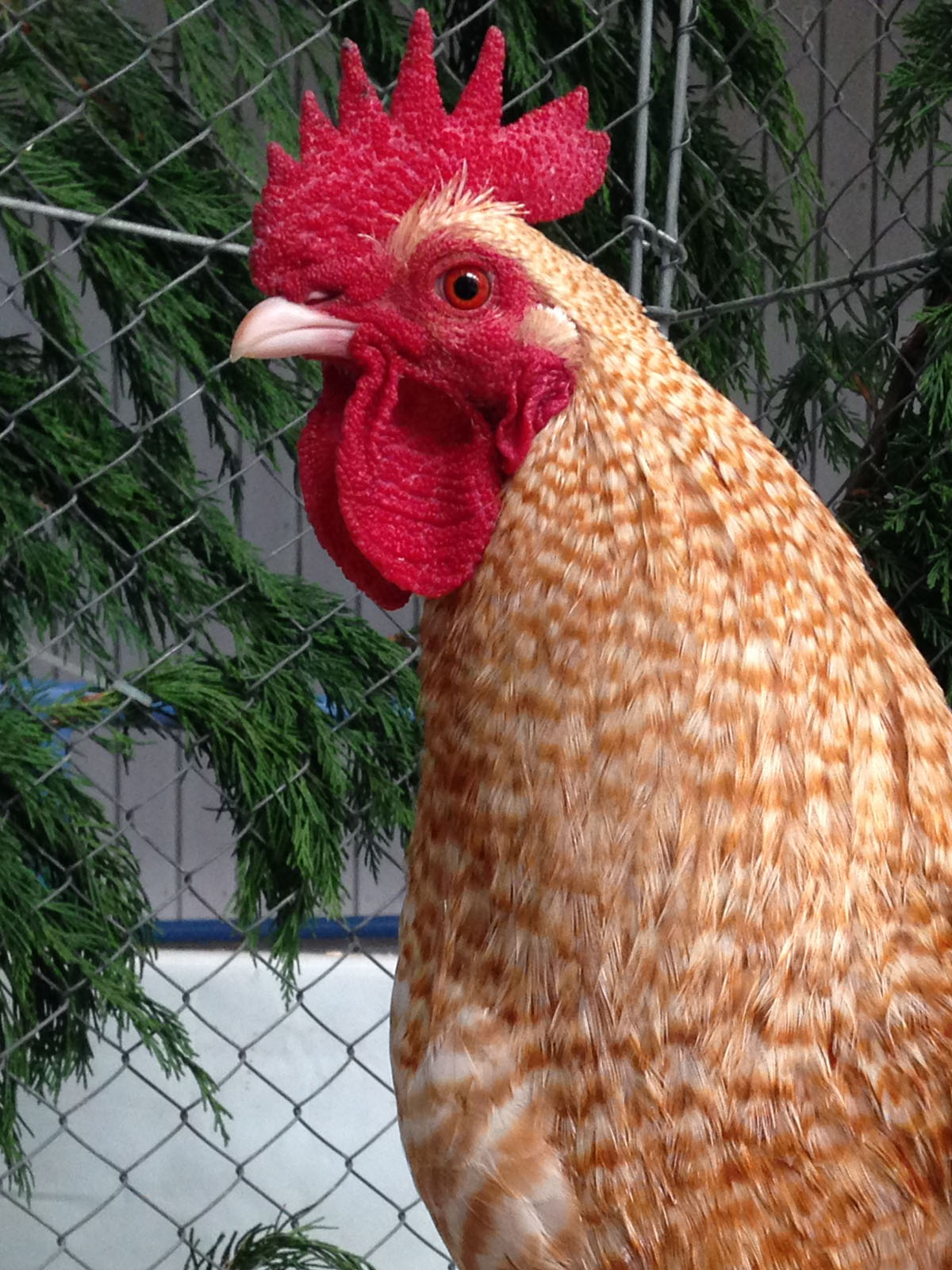 Niederrheiner Bantam