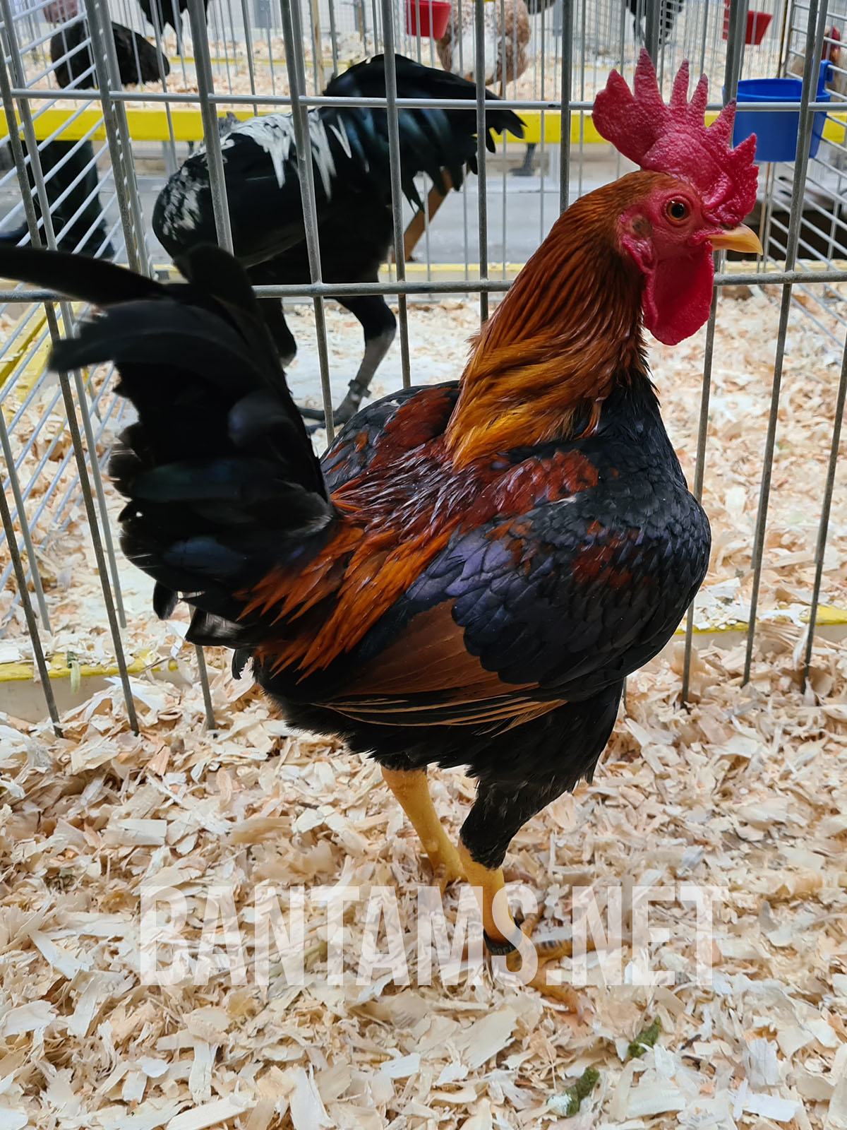 Old English Game Bantam