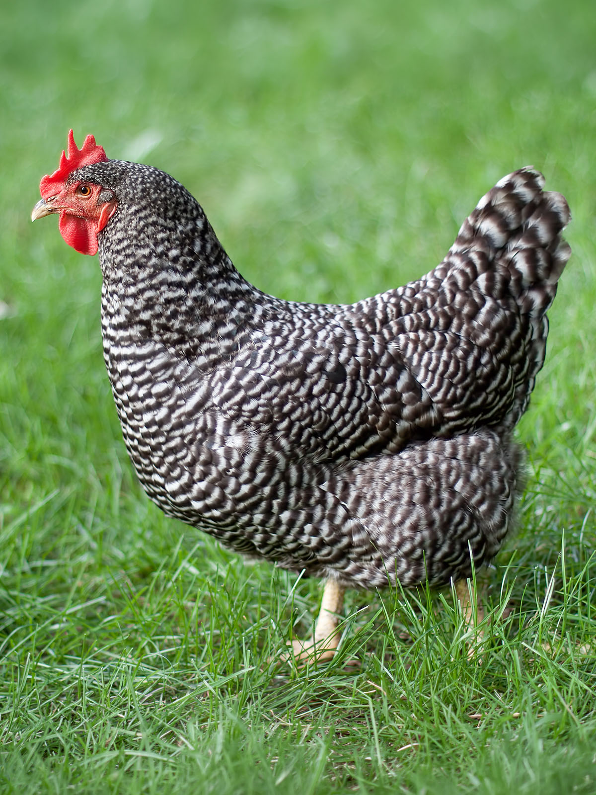 Plymouth Rock Bantam