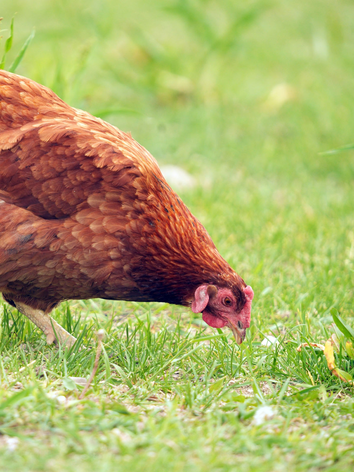 Rhode Island Red Bantam