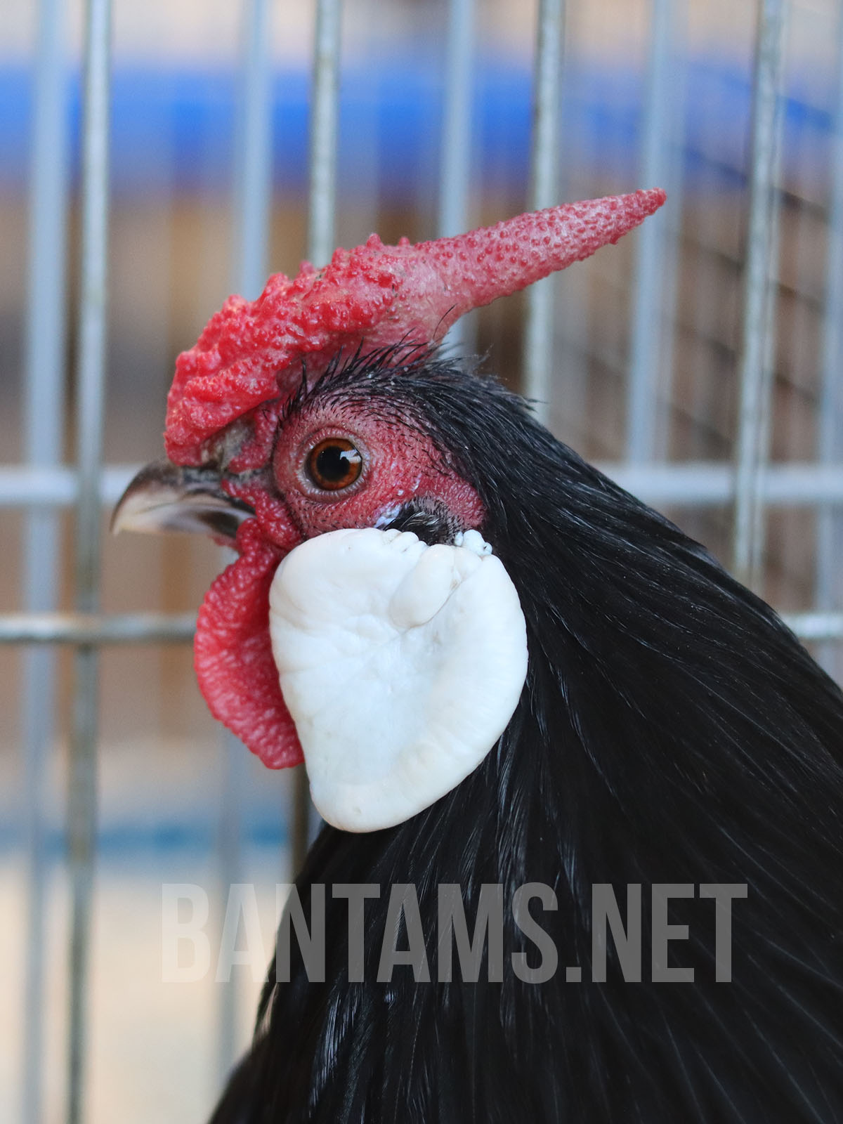 Rosecomb Bantam
