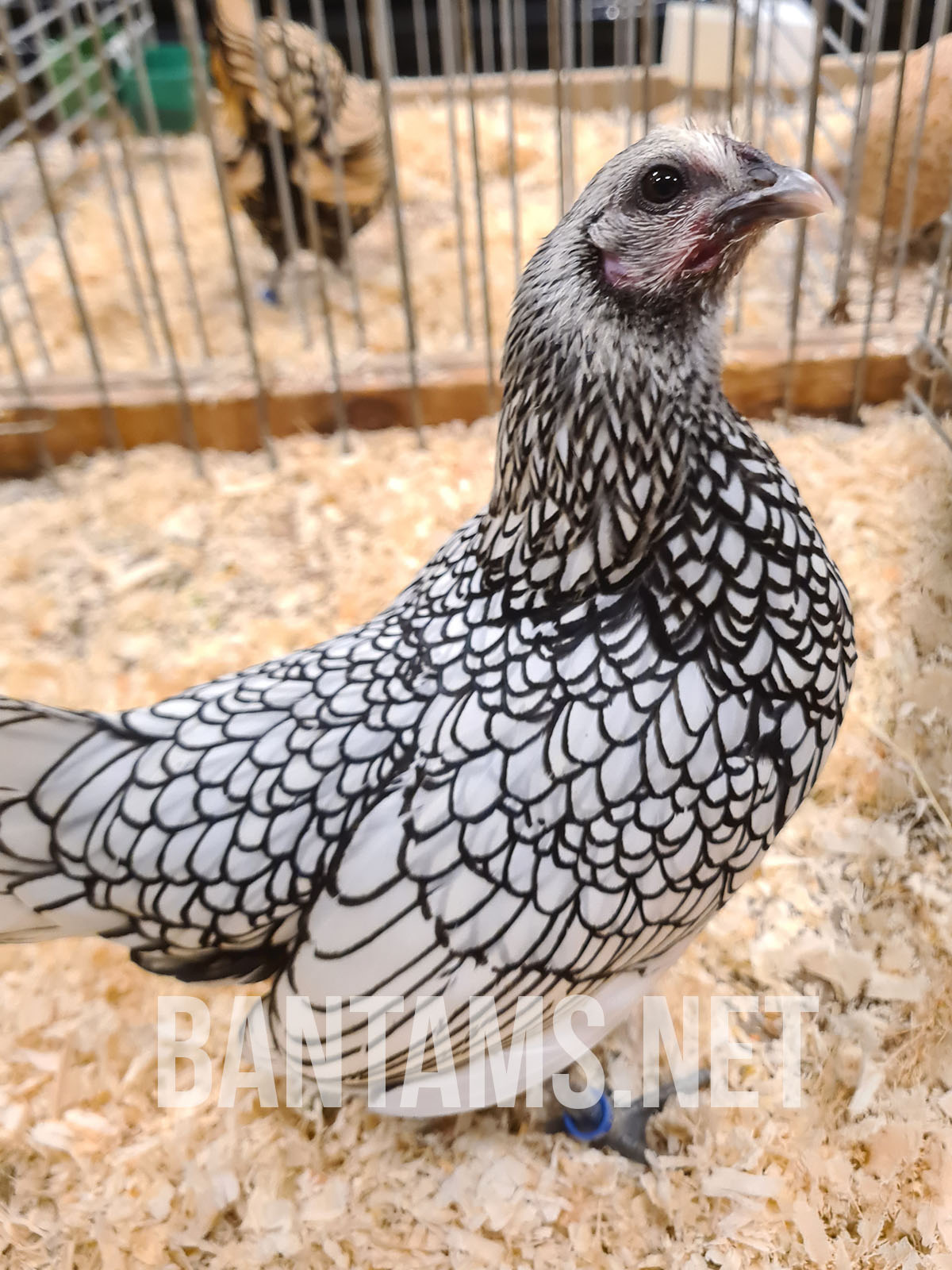 Sebright Bantam