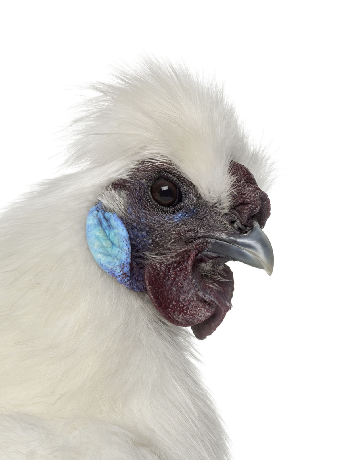Silkie Bantam
