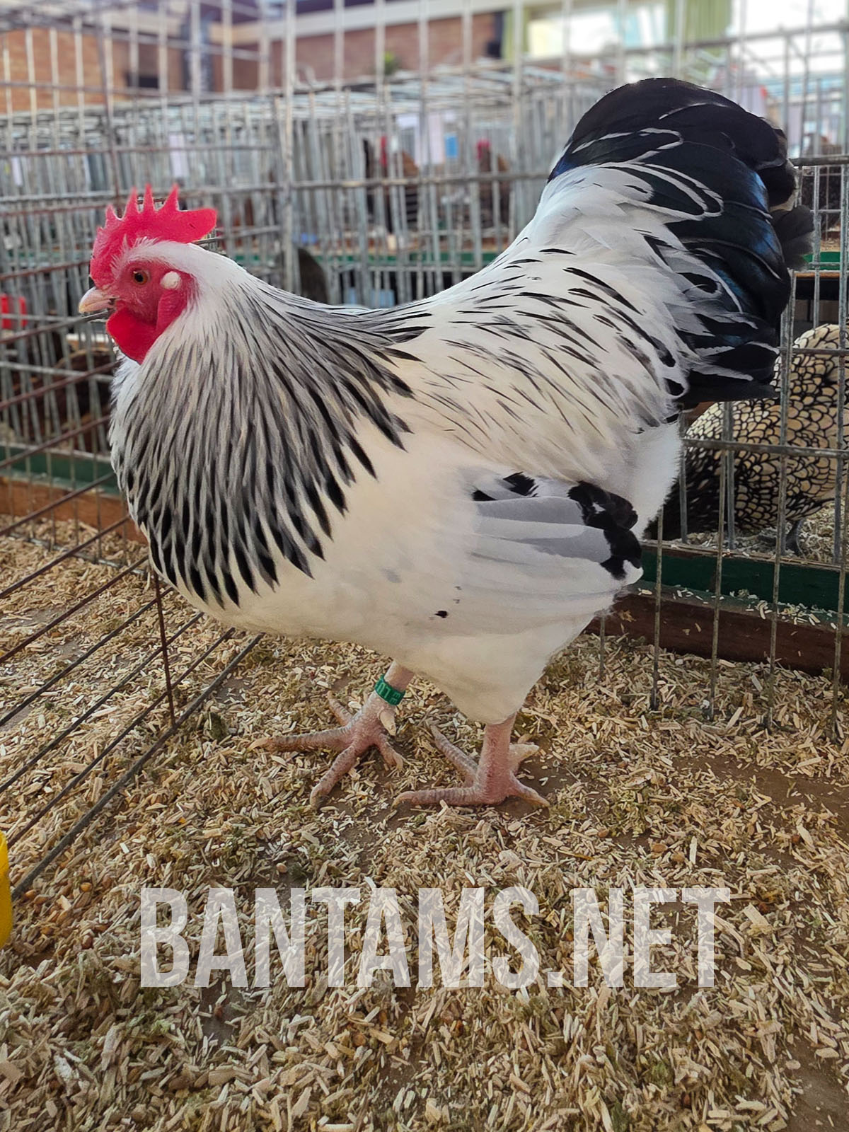 Sussex Bantam