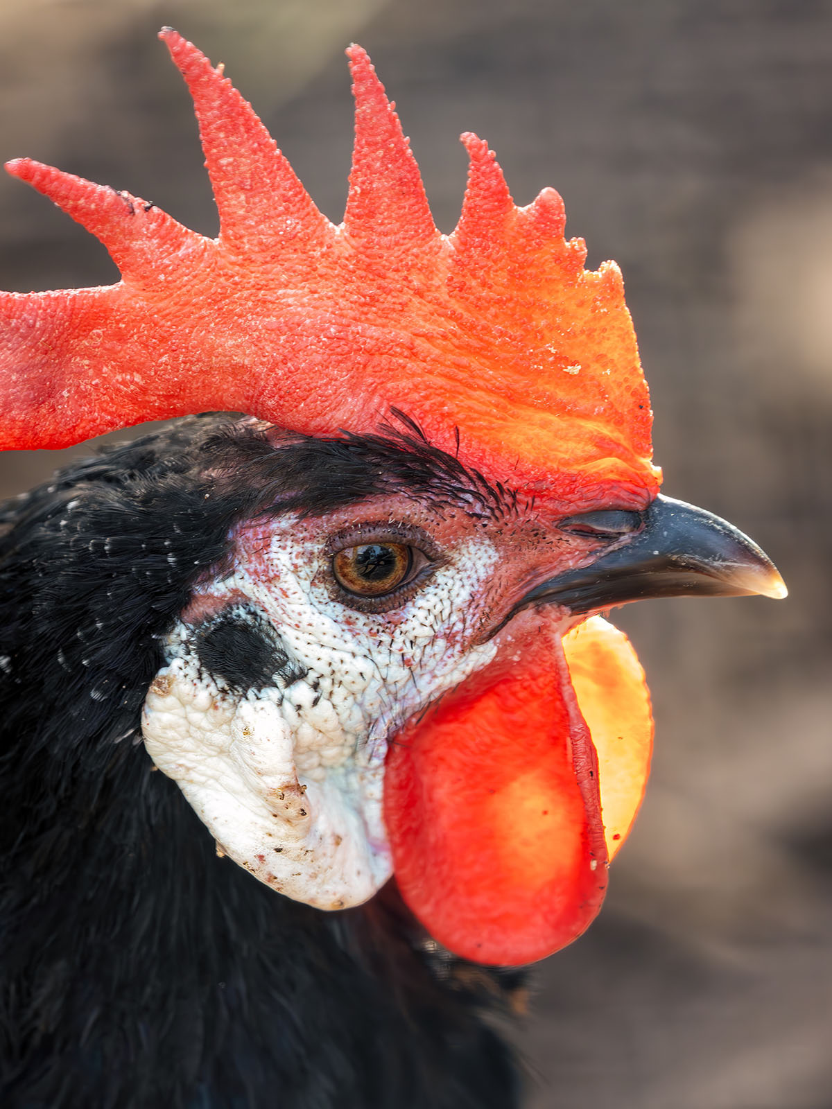 White-Faced Black Spanish Bantam