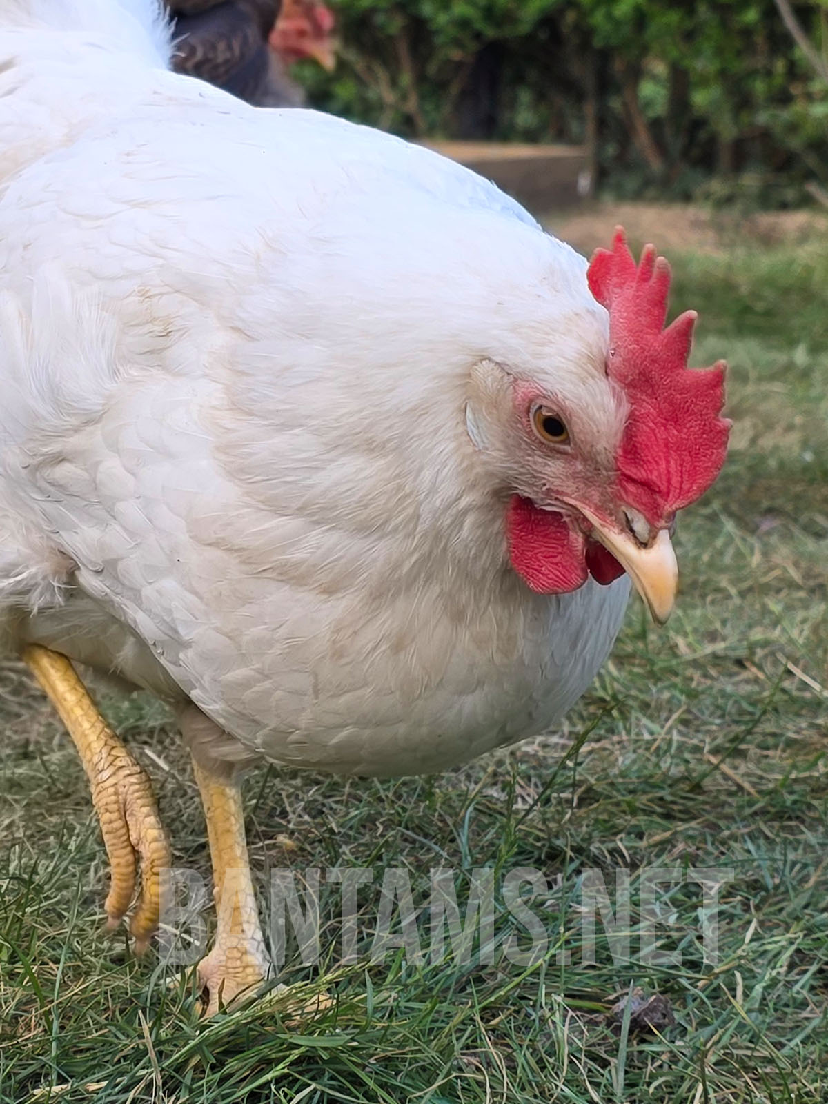 Leghorn Bantam