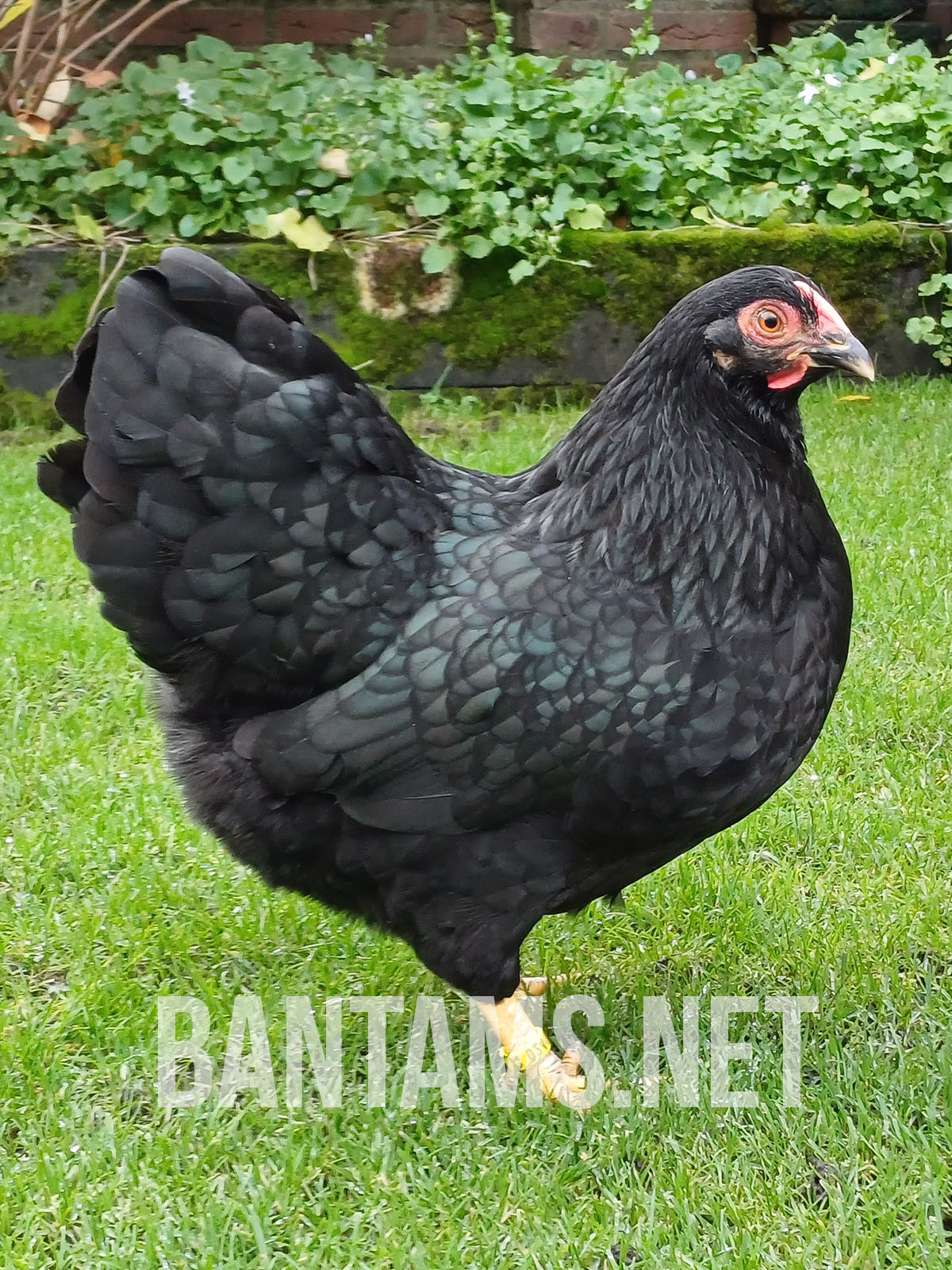 Wyandotte Bantam